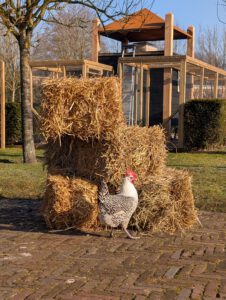 Lees meer over het artikel Totstandkoming kippenhok